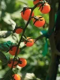 'Sun Gold' tomatoes by Ann Bell