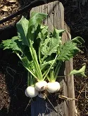 'Tokyo' turnip by Susan Shaw