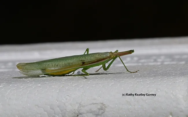 The headless male lived about eight hours. (Photo by Kathy Keatley Garvey)