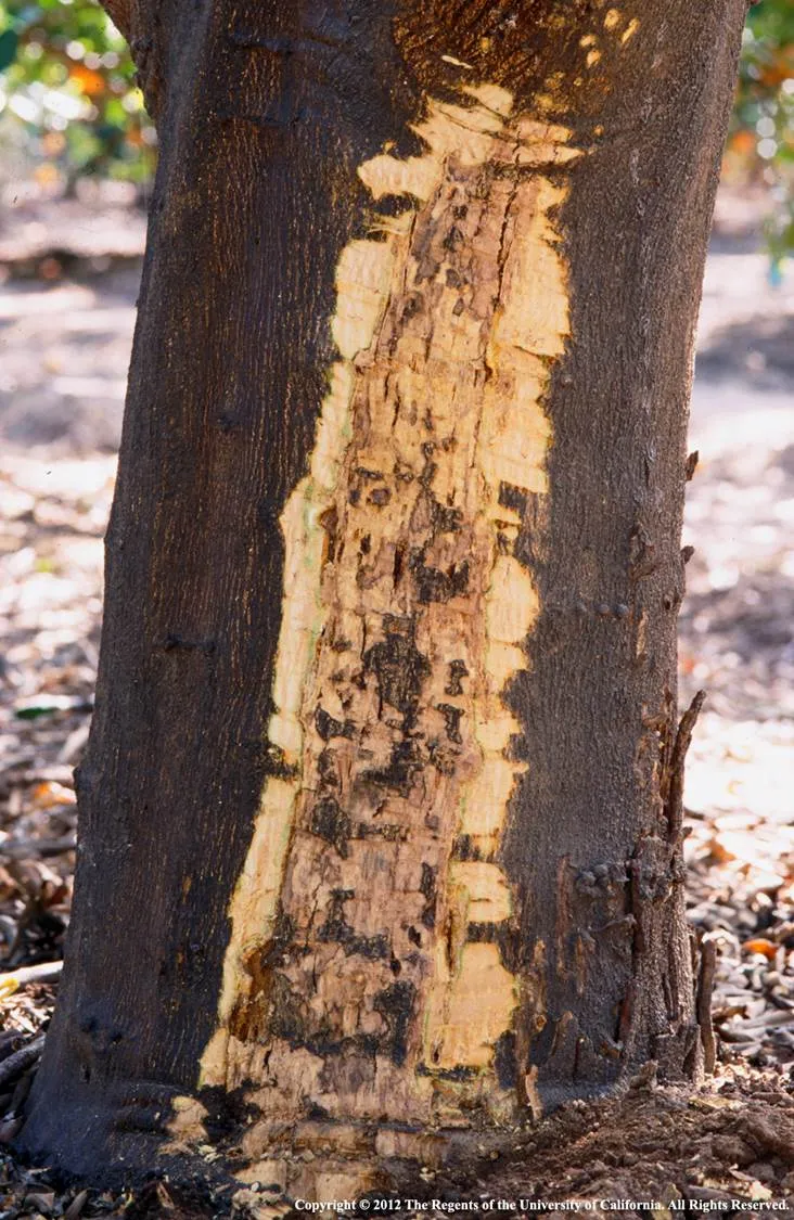 Bark Scribing