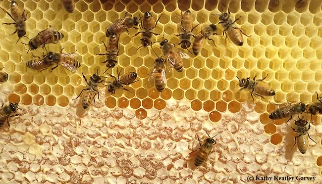From the honey comes the fermented beverage, mead. (Photo by Kathy Keatley Garvey)