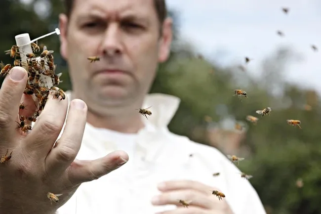 Extension apiculturist and professor David Tarpy of North Carolina State University will present a seminar on "Young Regality: a Day in the Life of a Virgin Queen Bee" from 12:10 to 1 p.m., Wednesday, Feb. 3 in 122 Briggs Hall, Kleiber Hall Drive, UC Davis. (North Carolina University Photo)