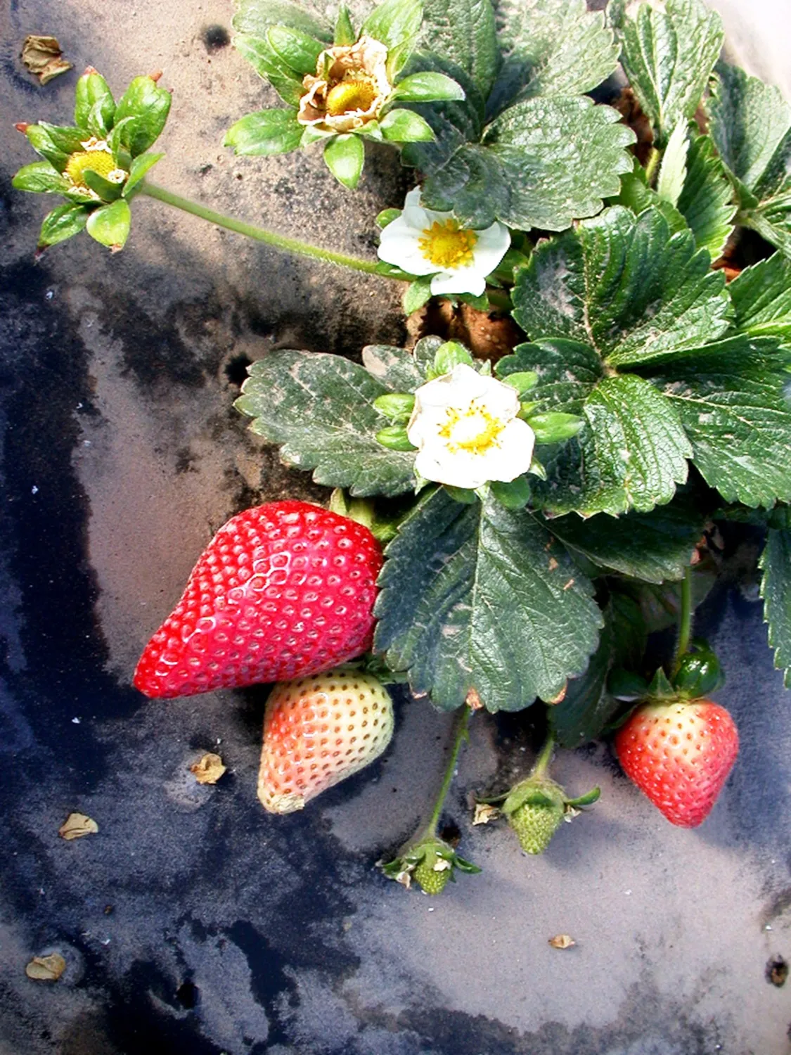 Fig. 2/Img. 2