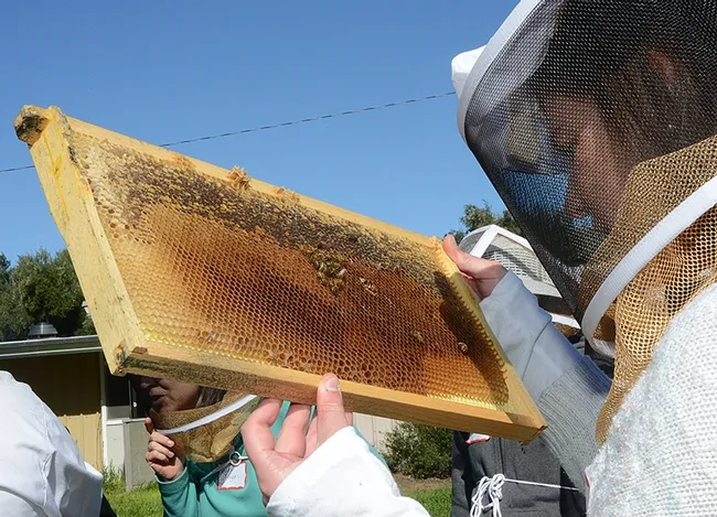 Examining a frame. (Photo by Kathy Keatley Garvey)