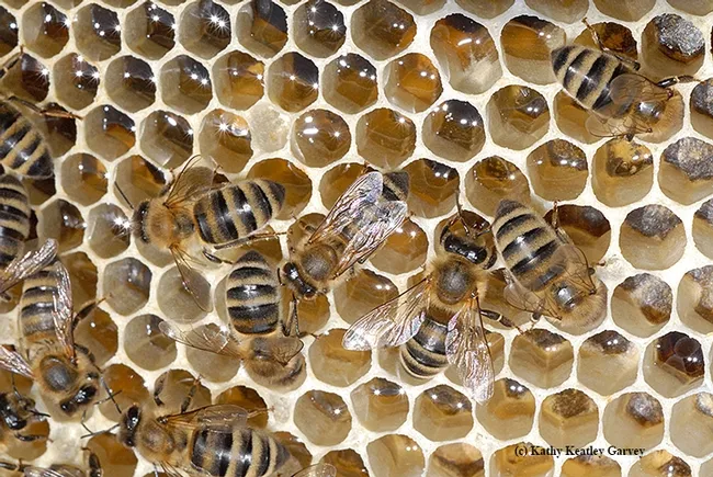 Why do honey bees (Apis mellifera) make honey and not most other bees? That question will be answered at the Honey and Pollination Center's "World of Honey" tasting event on April 5. (Photo by Kathy Keatley Garvey)