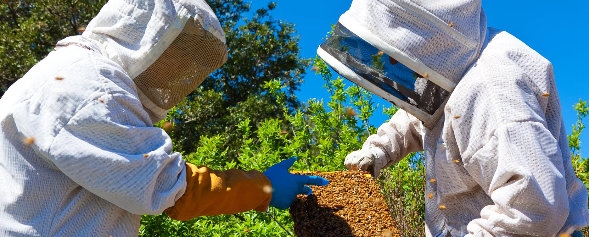 beekeeping_management_header_2