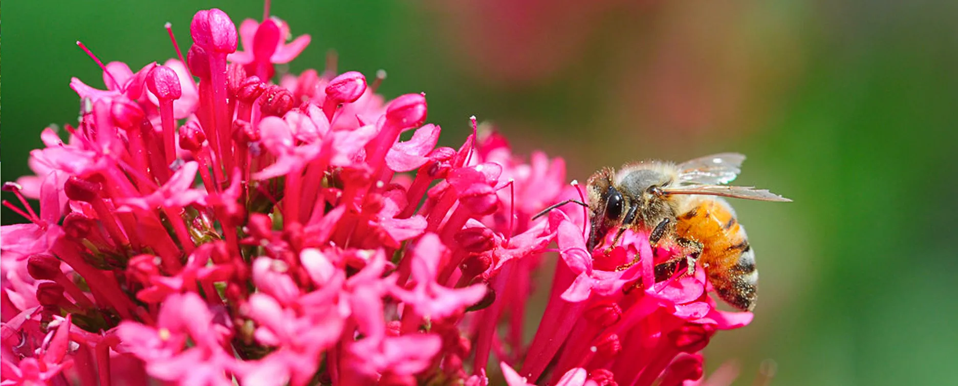 About Bees Banner