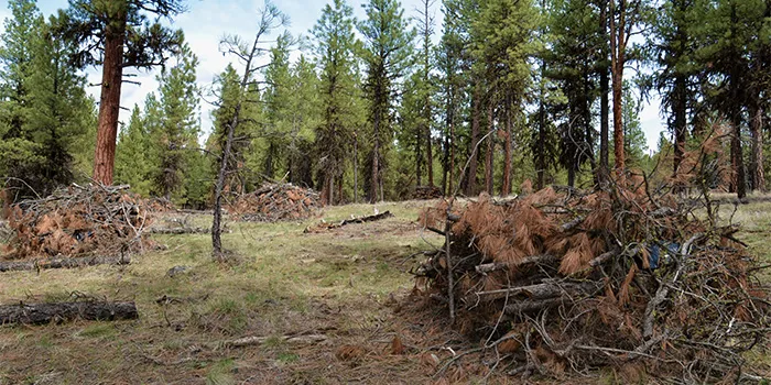 Non-merchantable wood from a forest health thinning project that can be utilized to produce energy.