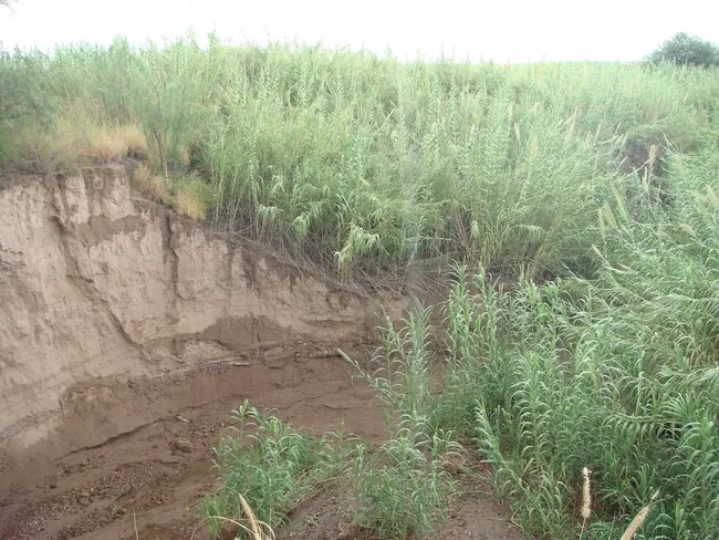 Arundo (giant cane)