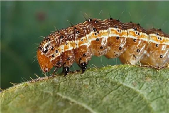 Fall armyworm, Spodoptera frugiperda, is a pest of rice. (Photo courtesy of Wikipedia: Canadian Biodiversity Information Facility)