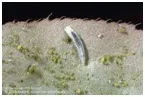 bee larvae