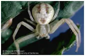 spider