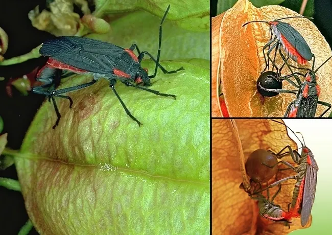 The focus is on soapberry bugs in this collage by evolutionary ecologist Scott Carroll. Doctoral candidate Meredith Cenzer will speak on her research on Oct. 5.