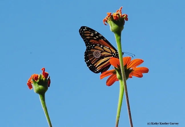 This migratory monarch, released Aug. 28 from Ashland, Ore. and tagged with monarch@wsu.edu A6093, nectared on Mexican sunflower in Vacaville, Calif. on Sept. 5. (Photo by Kathy Keatley Garvey)