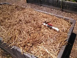Mulch