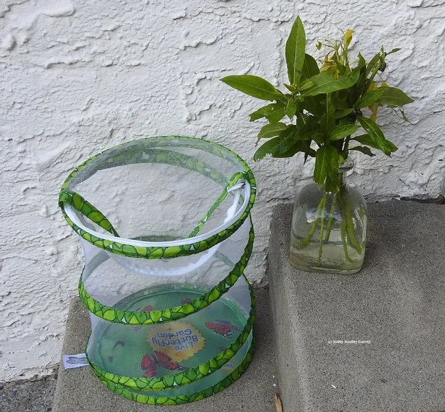 The setup: zippered mesh butterfly habitat and a tequila bottle filled with water and milkweed stems. (Photo by Kathy Keatley Garvey)