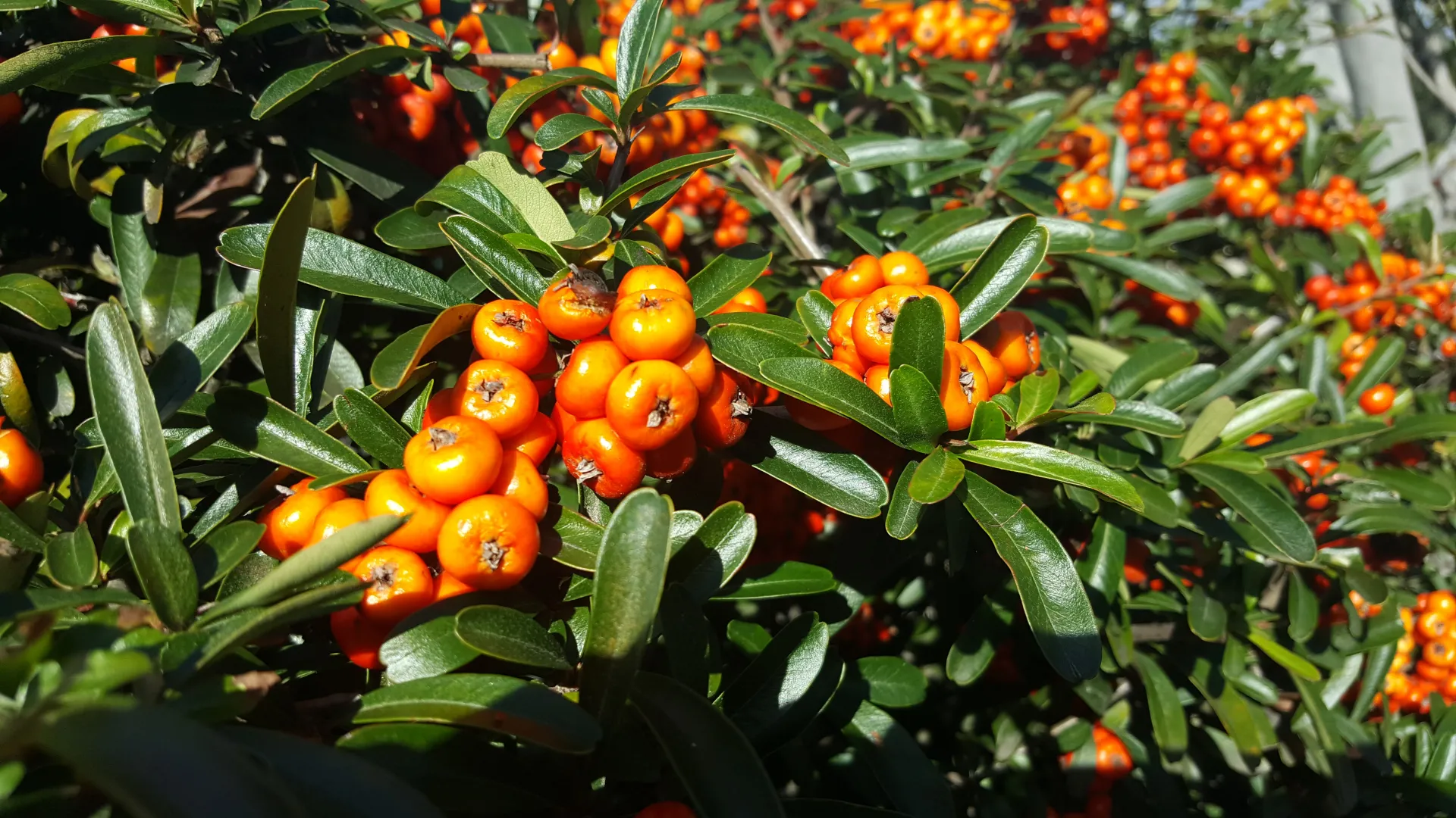 Toyon