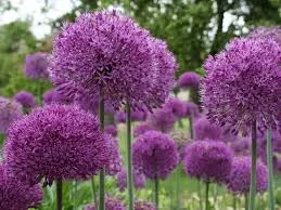 agapanthus blooms