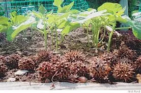 liquidambar seed pods