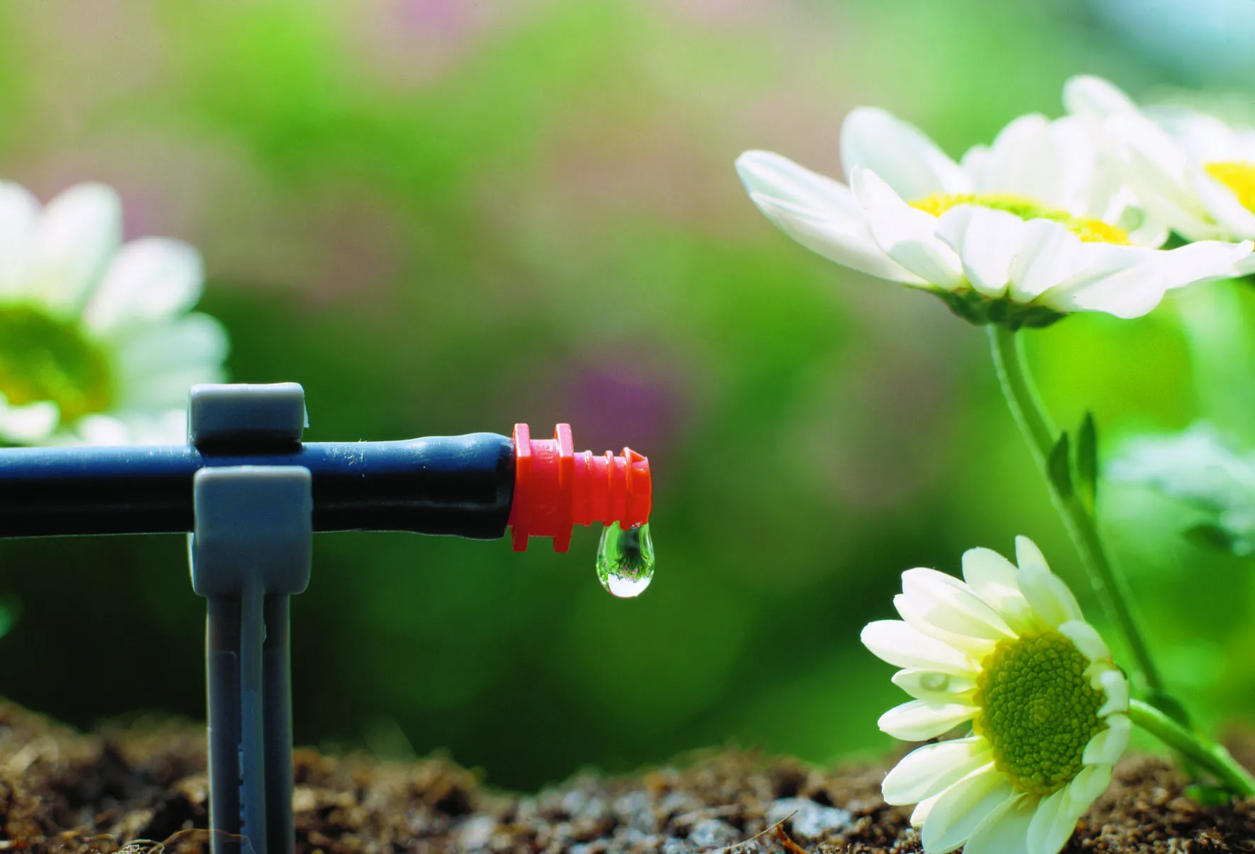 Drip Irrigation