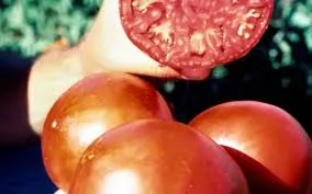 Tomatoes