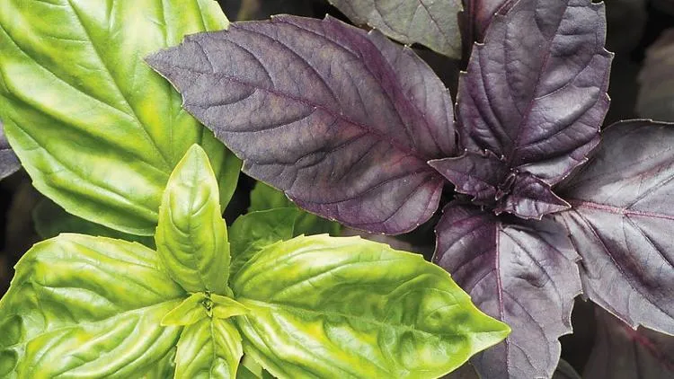 Basil