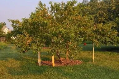 Fruit tree limbs