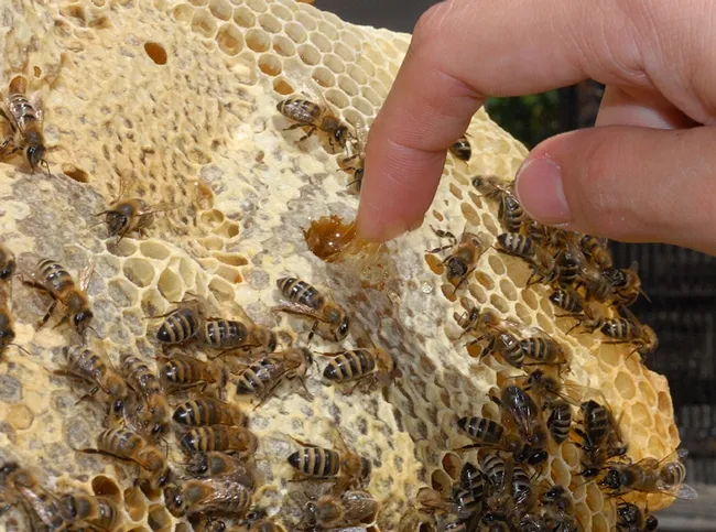 A taste of honey. From the comb to the bottle, that's the route of honey to the California Honey Festival on Saturday, May 6. (Photo by Kathy Keatley Garvey)