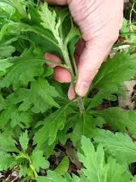 Pinch mums