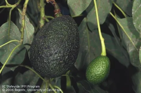 Avocado