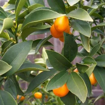 Citrus