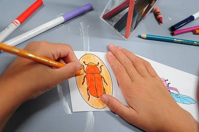 Bark beetle art in the making--this is the work of Natalie Seybold of Davis. She is coloring an outline of a Dendroctonus sp. bark beetle, probably the red turpentine beetle, Dendroctonus valens, or the great spruce beetle, Dendroctonus micans.
(Photo by Kathy Keatley Garvey)