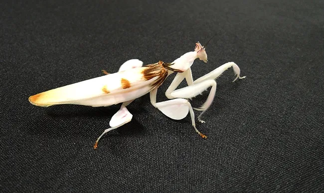 A female orchid praying mantis, reared by Lohitashwa "Lohit" Garikipati, explores her surrundings. (Photo by Kathy Keatley Garvey)