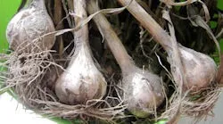 Digging bulbs
