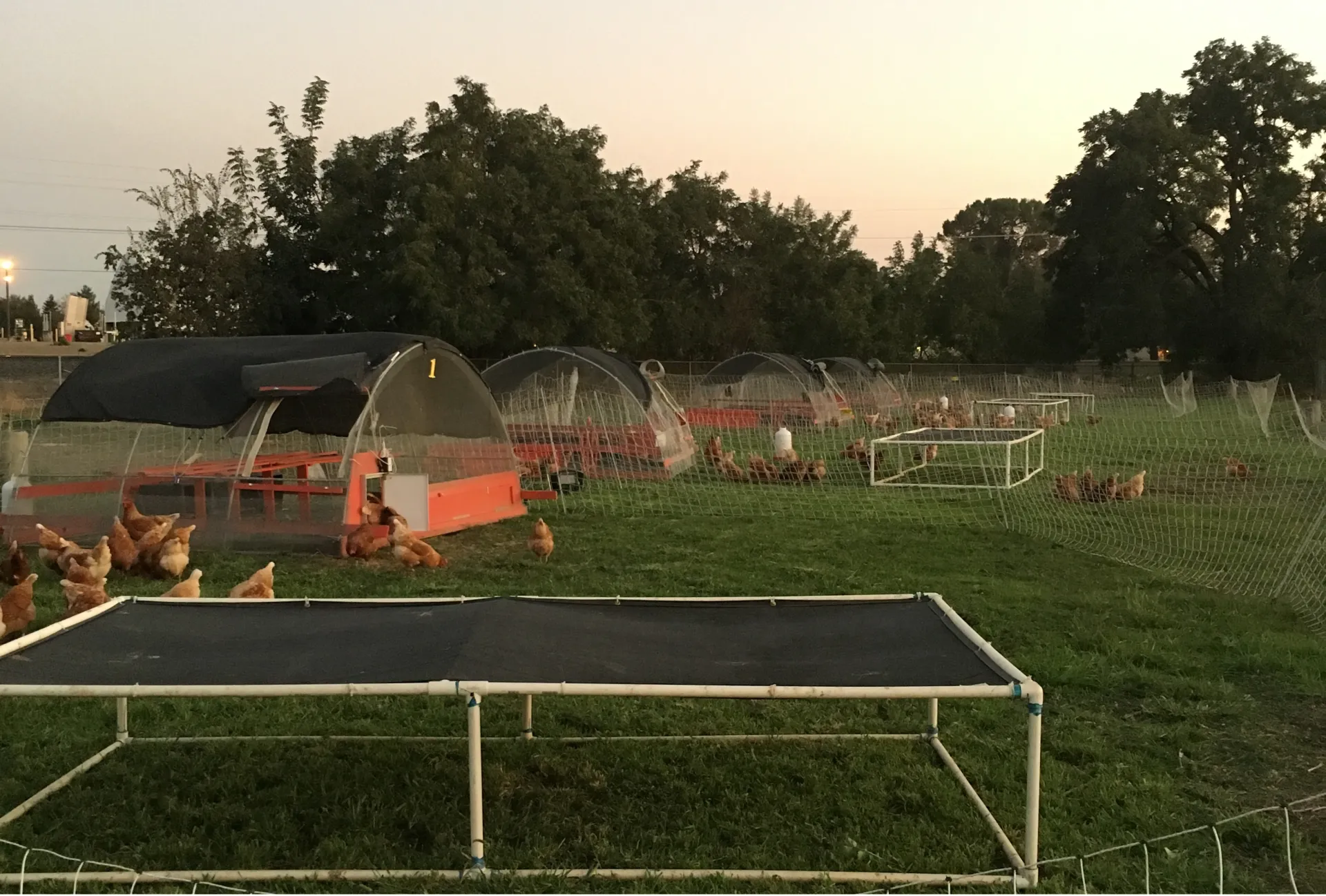 Demo Coop