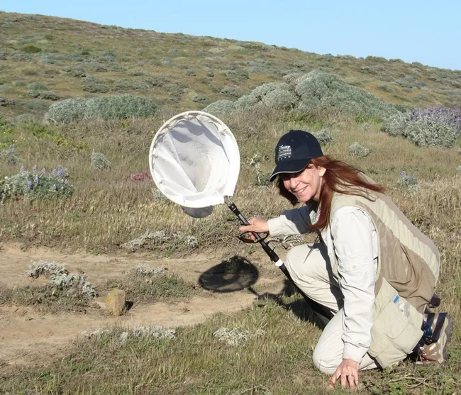 Leslie Saul-Gershenz in the Channel Island National Park conducting a native bee survey.
