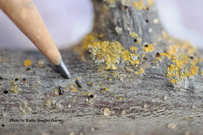 The walnut twig beetle is about the size of a grain of rice. (Photo by Kathy Keatley Garvey)