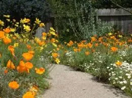 wildflowers