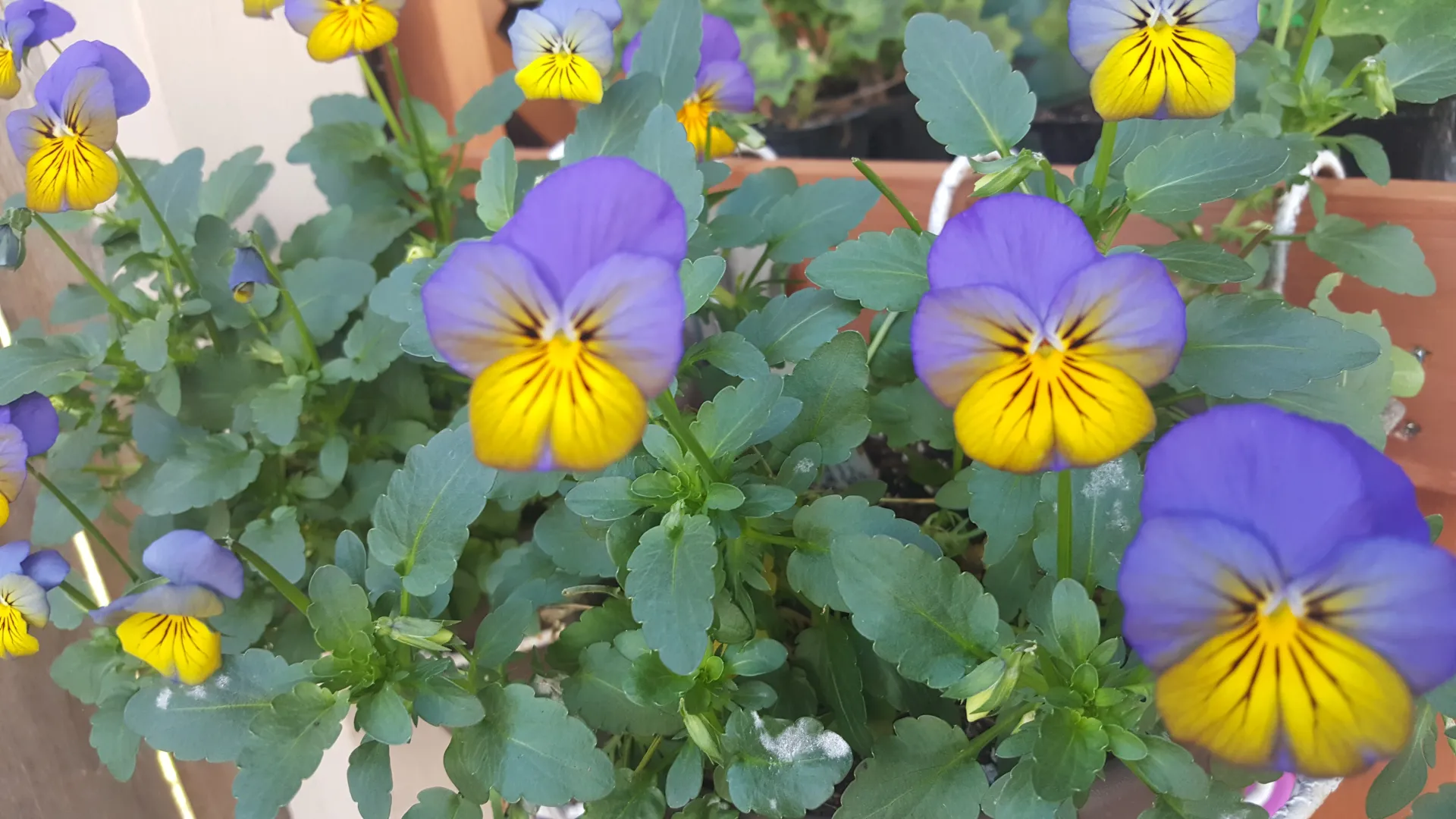 viola2