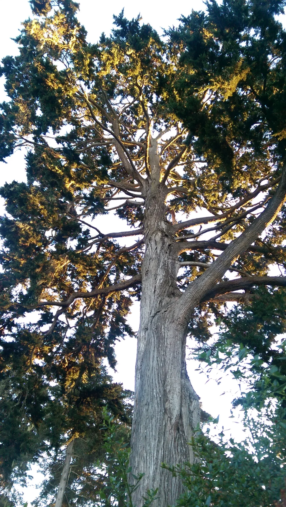 Monterey Pine