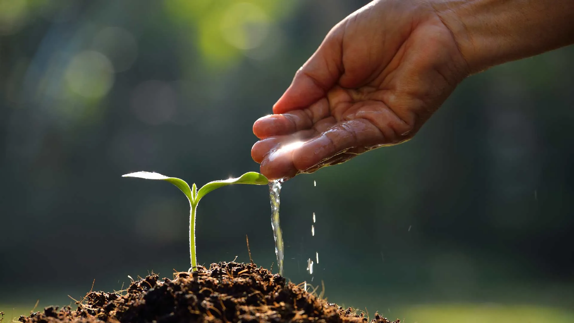 letting-seed-grow