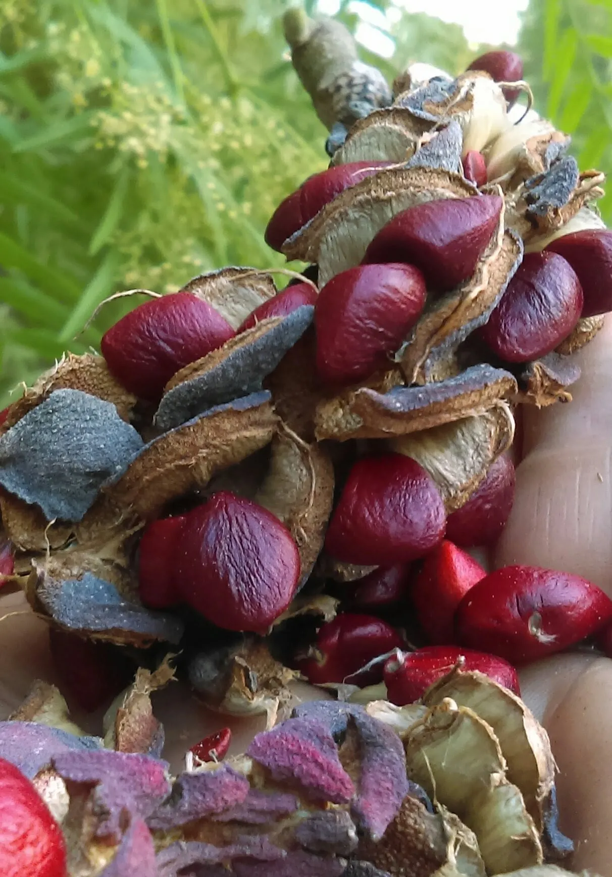 seed pic1