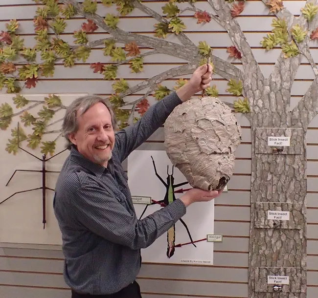 Senior museum scientist Steve Heydon of the Bohart Museum of Entomology holds a hornet's nest, crafted by a colony of bald-faced hornets. This is part of the museum's permanent collection. (Photo by Kathy Keatley Garvey)