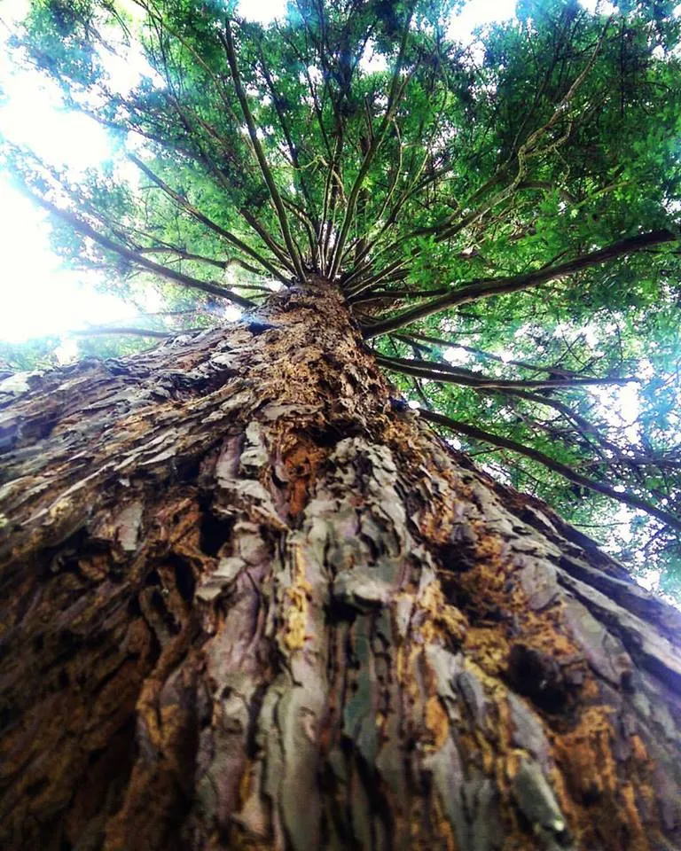 Redwood - San Francisco