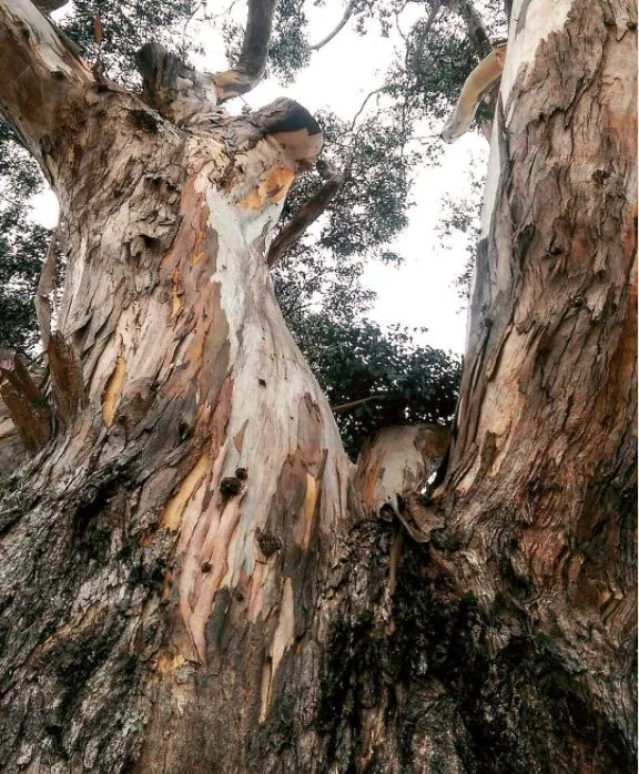 Eucalyptus