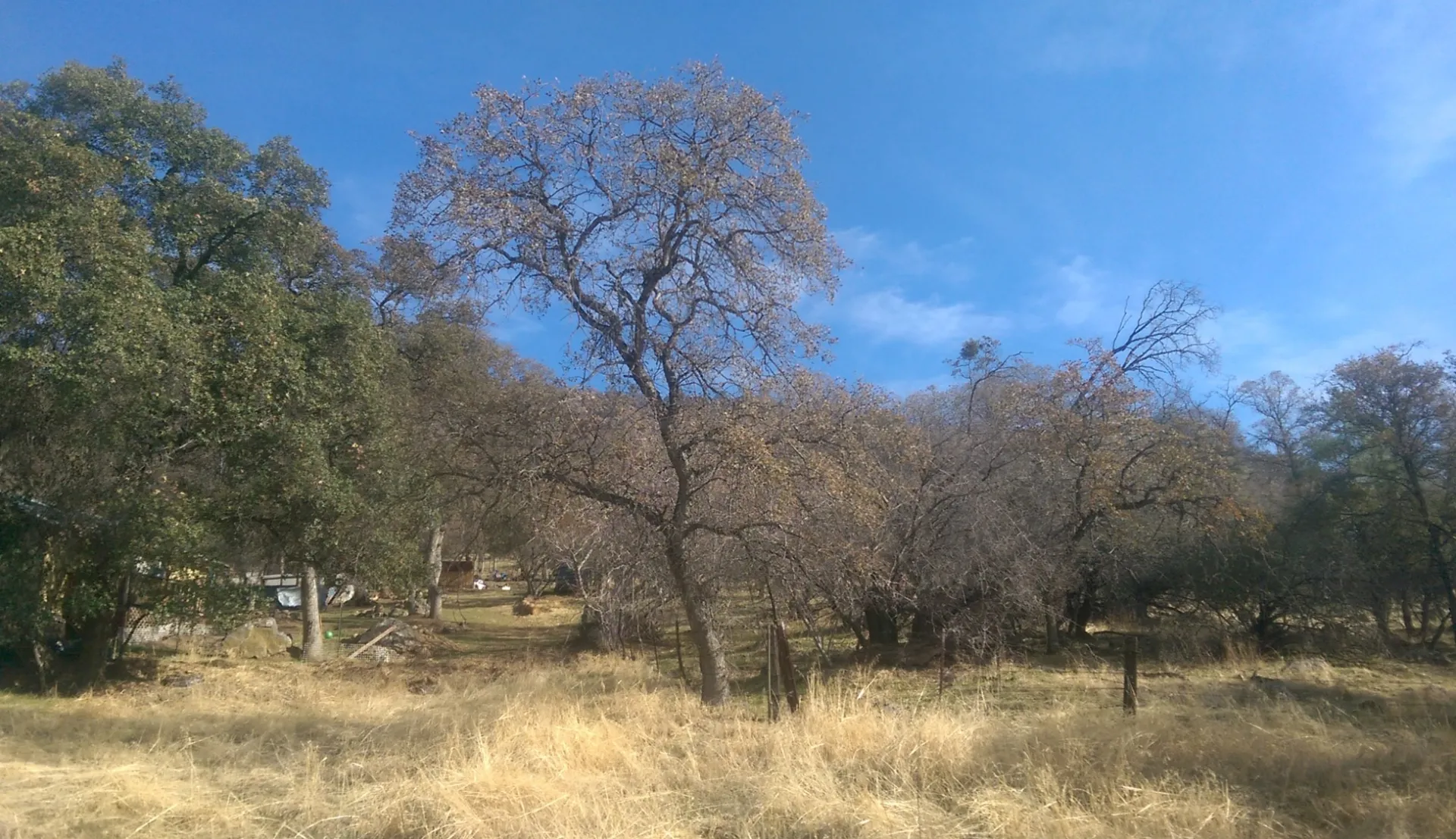 Oak