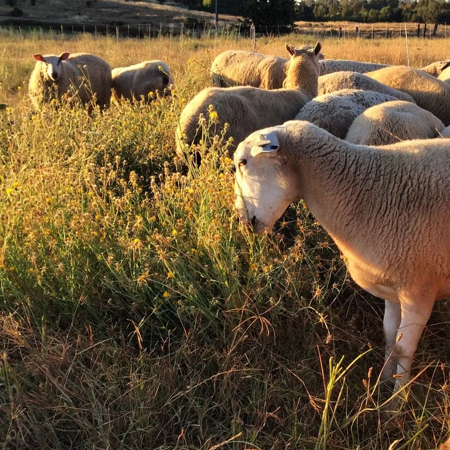sheep yst