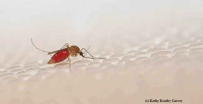 This Culex mosquito, Culex quinquefasciatus, transmits West Nile virus and other viruses. (Photo by Kathy Keatley Garvey)