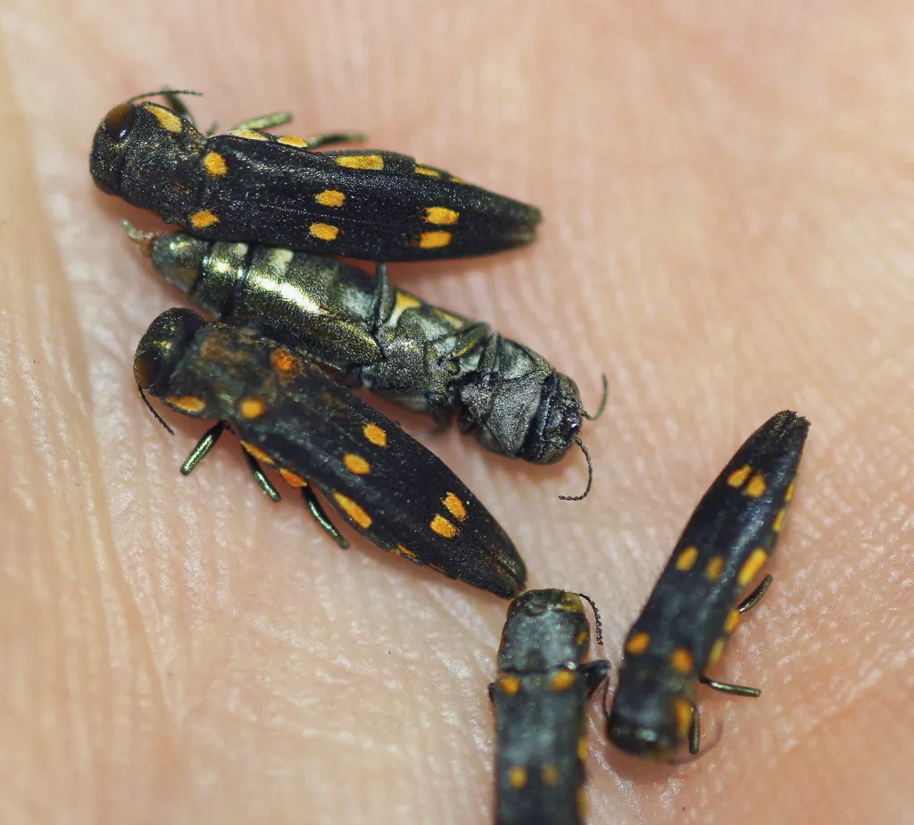 Goldenspotted Oak Borer Beetle