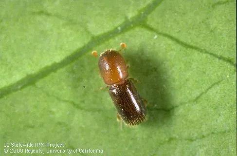 WOBB Beetle